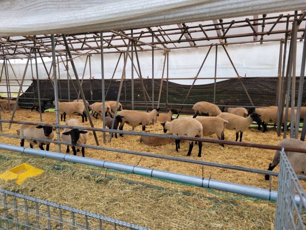 農場試験を行う農場で飼育されている牛
