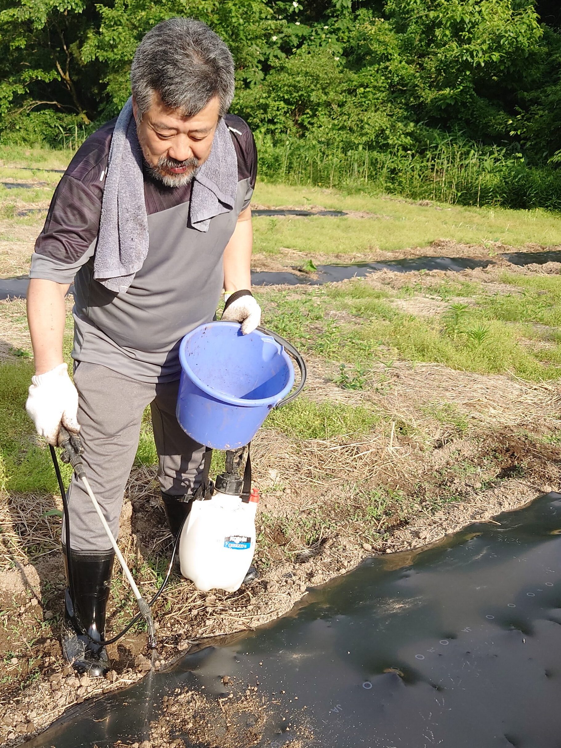農業用高濃度電子水を使用した農場試験の作業風景